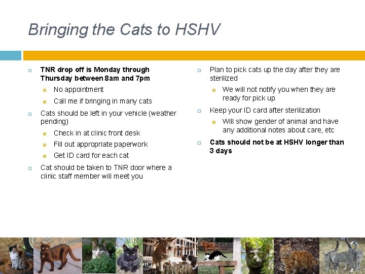 Bringing the Cats to HSHV TNR drop off is Monday through Thursday between 8 Bringing the Cats to HSHV TNR drop off is Monday through Thursday between 8