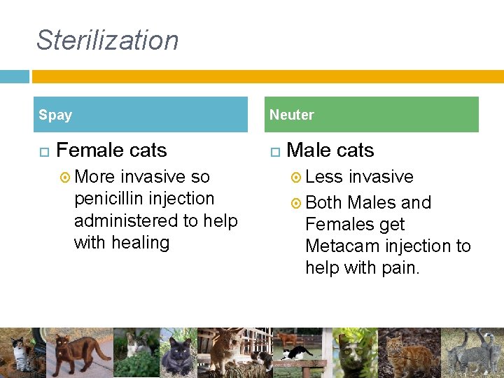 Sterilization Spay Neuter Female cats More invasive so penicillin injection administered to help with Sterilization Spay Neuter Female cats More invasive so penicillin injection administered to help with