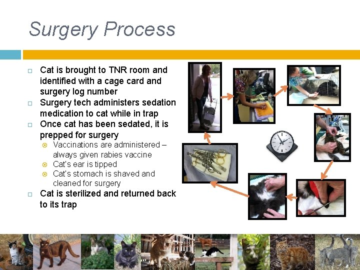 Surgery Process Cat is brought to TNR room and identified with a cage card Surgery Process Cat is brought to TNR room and identified with a cage card