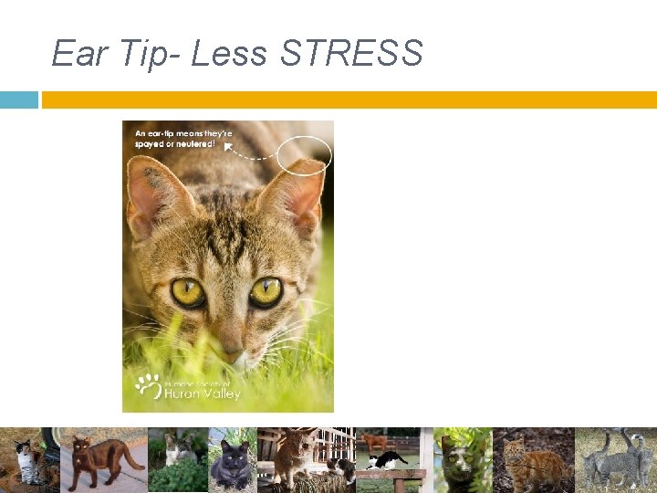 Ear Tip- Less STRESS Ear Tip- Less STRESS