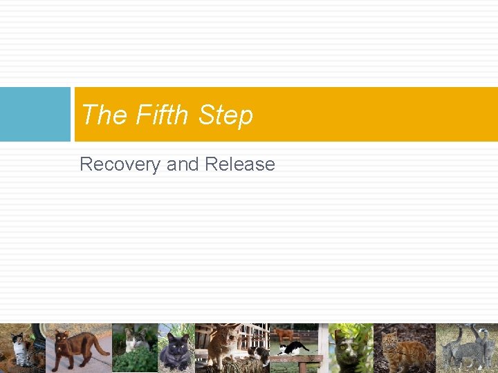 The Fifth Step Recovery and Release The Fifth Step Recovery and Release