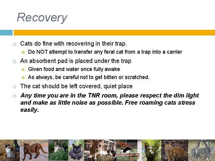 Recovery Cats do fine with recovering in their trap. Do NOT attempt to transfer Recovery Cats do fine with recovering in their trap. Do NOT attempt to transfer