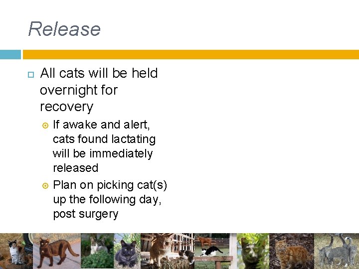 Release All cats will be held overnight for recovery If awake and alert, cats Release All cats will be held overnight for recovery If awake and alert, cats