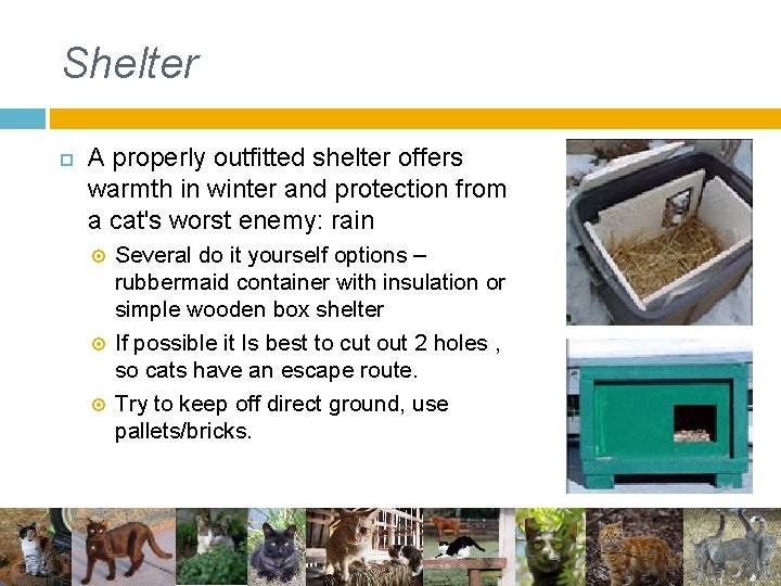 Shelter A properly outfitted shelter offers warmth in winter and protection from a cat's Shelter A properly outfitted shelter offers warmth in winter and protection from a cat's