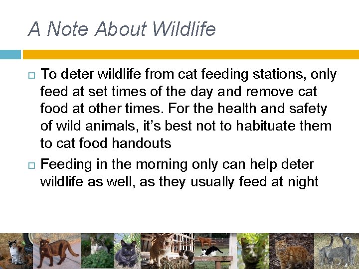 A Note About Wildlife To deter wildlife from cat feeding stations, only feed at A Note About Wildlife To deter wildlife from cat feeding stations, only feed at