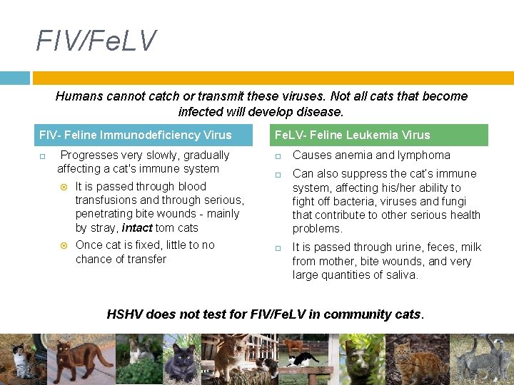 FIV/Fe. LV Humans cannot catch or transmit these viruses. Not all cats that become FIV/Fe. LV Humans cannot catch or transmit these viruses. Not all cats that become