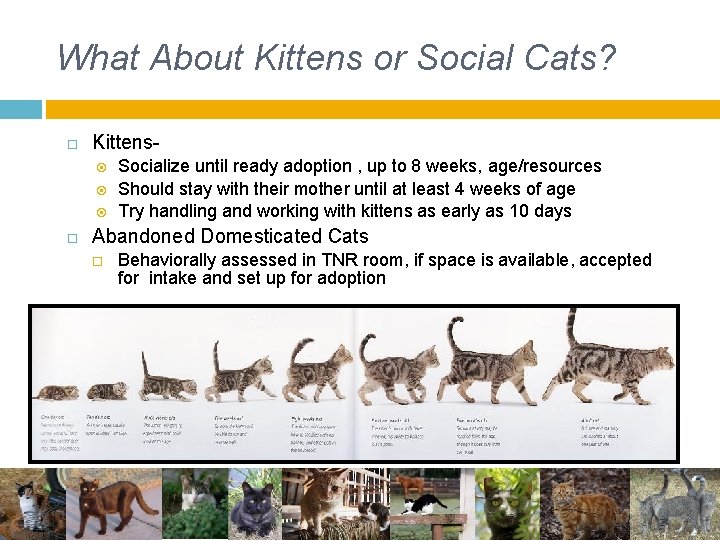 What About Kittens or Social Cats? Kittens Socialize until ready adoption , up to What About Kittens or Social Cats? Kittens Socialize until ready adoption , up to