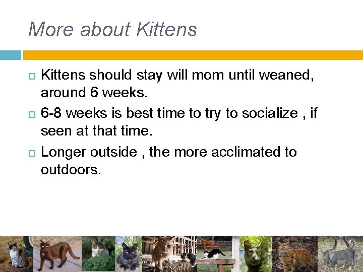 More about Kittens should stay will mom until weaned, around 6 weeks. 6 -8 More about Kittens should stay will mom until weaned, around 6 weeks. 6 -8