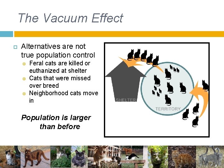 The Vacuum Effect Alternatives are not true population control Feral cats are killed or The Vacuum Effect Alternatives are not true population control Feral cats are killed or