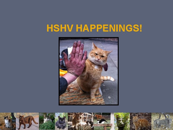 HSHV HAPPENINGS! HSHV HAPPENINGS!