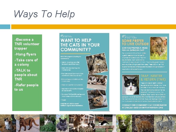 Ways To Help üBecome a TNR volunteer trapper üHang flyers üTake care of a Ways To Help üBecome a TNR volunteer trapper üHang flyers üTake care of a