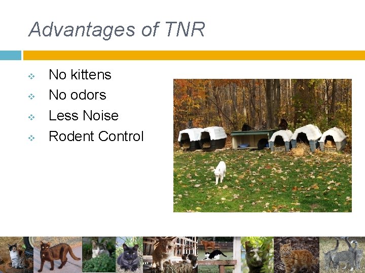 Advantages of TNR v v No kittens No odors Less Noise Rodent Control Advantages of TNR v v No kittens No odors Less Noise Rodent Control