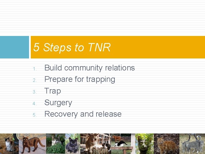 5 Steps to TNR 1. 2. 3. 4. 5. Build community relations Prepare for 5 Steps to TNR 1. 2. 3. 4. 5. Build community relations Prepare for