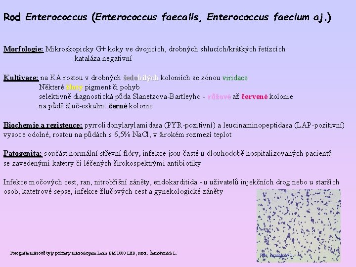 Rod Enterococcus (Enterococcus faecalis, Enterococcus faecium aj. ) Morfologie: Mikroskopicky G+ koky ve dvojicích,