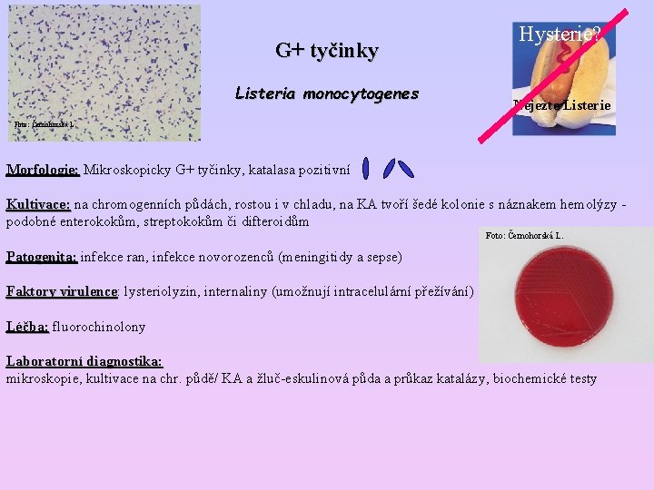 G+ tyčinky Listeria monocytogenes Hysterie? Nejezte Listerie Foto: Černohorská L. Morfologie: Mikroskopicky G+ tyčinky,