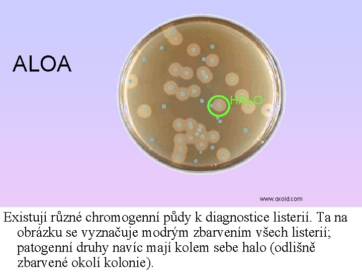 ALOA HALO www. oxoid. com Existují různé chromogenní půdy k diagnostice listerií. Ta na