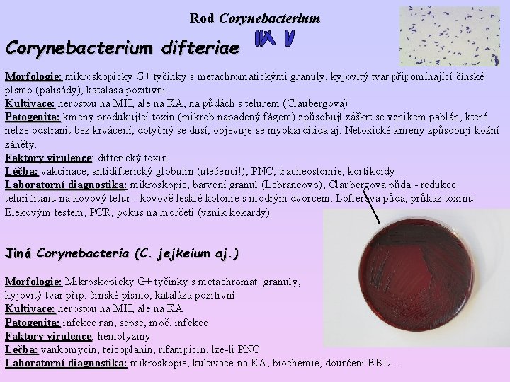 Rod Corynebacterium difteriae Morfologie: mikroskopicky G+ tyčinky s metachromatickými granuly, kyjovitý tvar připomínající čínské