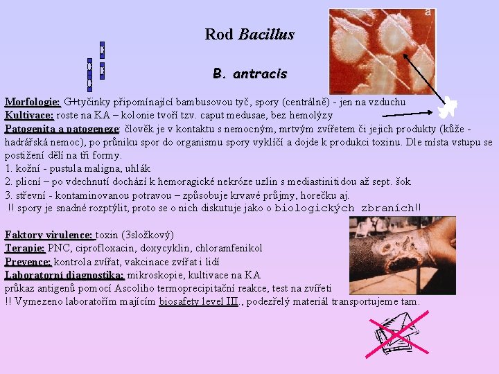 Rod Bacillus B. antracis Morfologie: G+tyčinky připomínající bambusovou tyč, spory (centrálně) - jen na