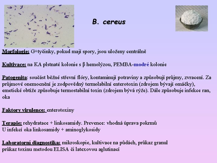 B. cereus Morfologie: G+tyčinky, pokud mají spory, jsou uloženy centrálně Morfologie Kultivace: na KA