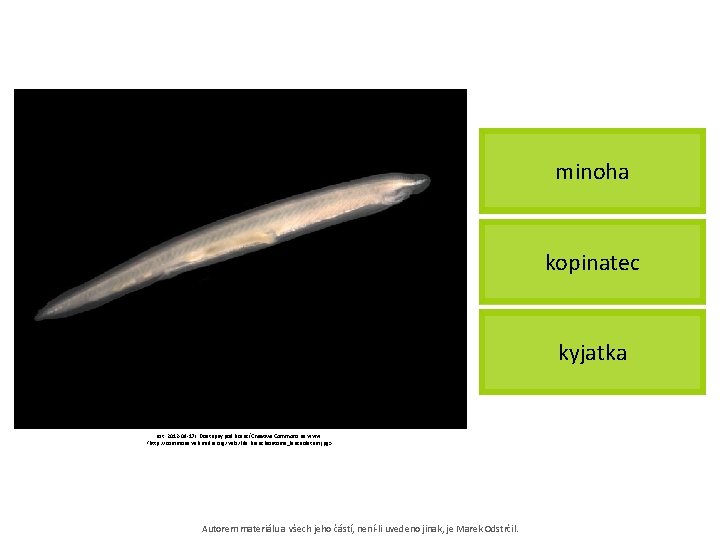 minoha kopinatec kyjatka [cit. 2012 -09 -17]. Dostupný pod licencí Creative Commons na www: