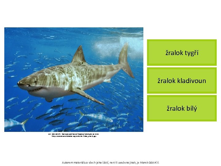 žralok tygří žralok kladivoun žralok bílý [cit. 2012 -09 -17]. Dostupný pod licencí Creative