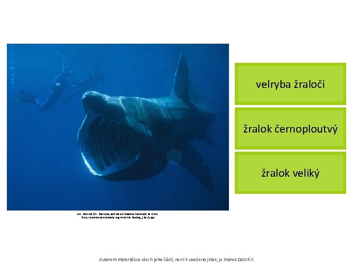 velryba žraločí žralok černoploutvý žralok veliký [cit. 2012 -09 -17]. Dostupný pod licencí Creative