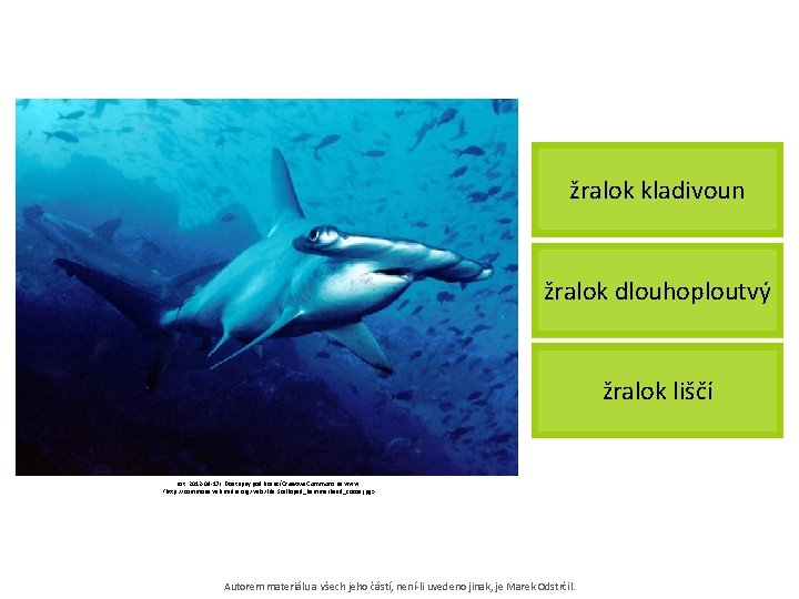 žralok kladivoun žralok dlouhoploutvý žralok liščí [cit. 2012 -09 -17]. Dostupný pod licencí Creative