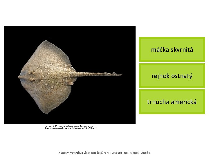 máčka skvrnitá rejnok ostnatý trnucha americká [cit. 2012 -09 -17]. Dostupný pod licencí Creative