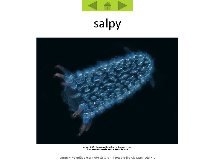 salpy [cit. 2012 -09 -17]. Dostupný pod licencí Creative Commons na www: <http: //commons.