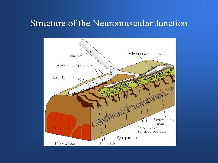 Structure of the Neuromuscular Junction 