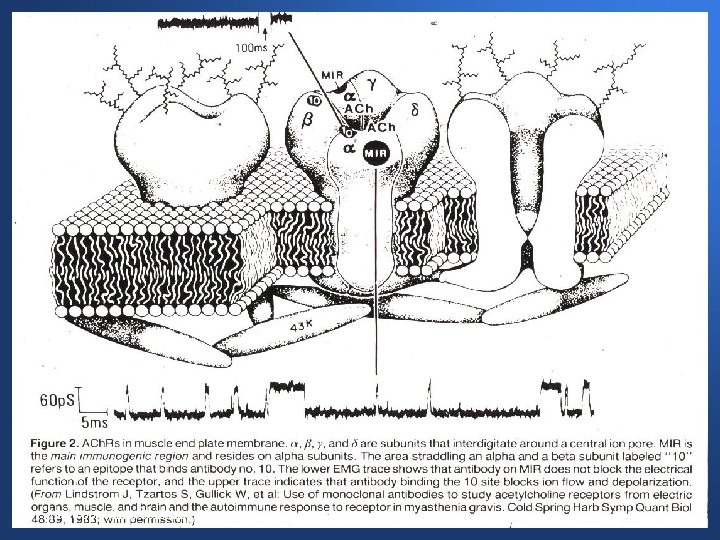 Neuro-ophthalmic Consultants Northwest 