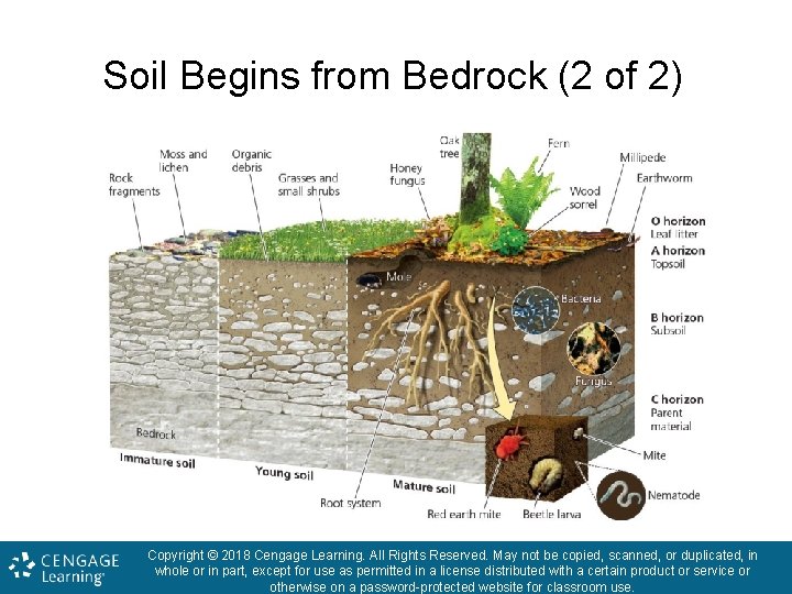 Soil Begins from Bedrock (2 of 2) Copyright © 2018 Cengage Learning. All Rights