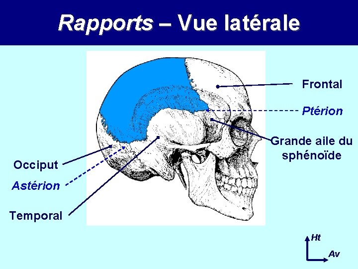 Rapports – Vue latérale Frontal Ptérion Occiput Grande aile du sphénoïde Astérion Temporal Ht