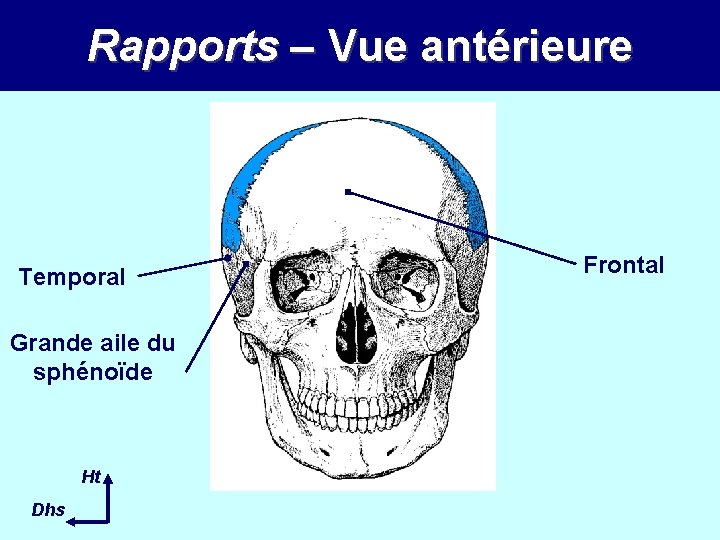 Rapports – Vue antérieure Temporal Grande aile du sphénoïde Ht Dhs Frontal 