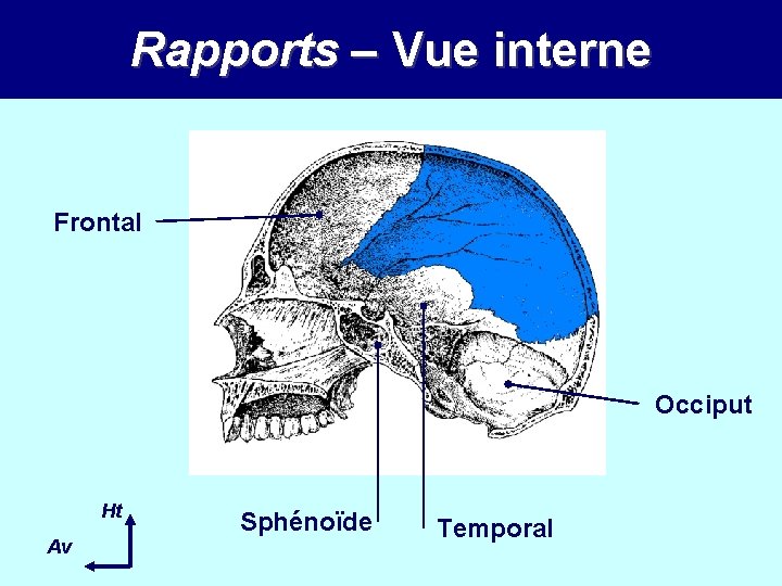 Rapports – Vue interne Frontal Occiput Ht Av Sphénoïde Temporal 
