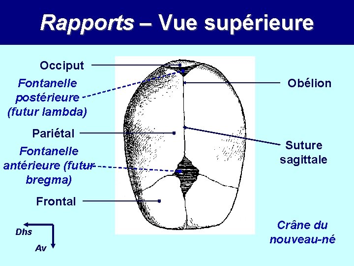 Rapports – Vue supérieure Occiput Fontanelle postérieure (futur lambda) Pariétal Fontanelle antérieure (futur bregma)