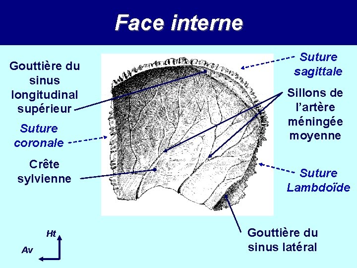 Face interne Gouttière du sinus longitudinal supérieur Suture coronale Crête sylvienne Ht Av Suture