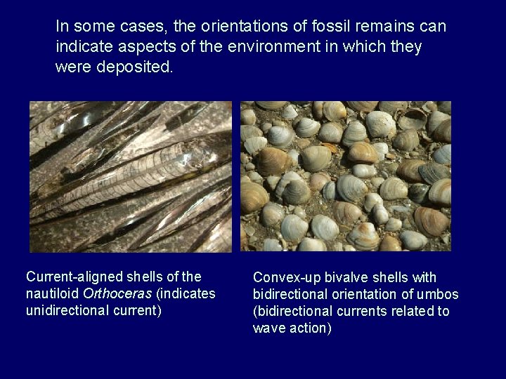 In some cases, the orientations of fossil remains can indicate aspects of the environment