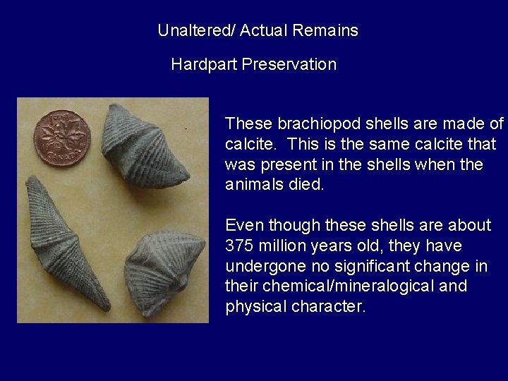 Unaltered/ Actual Remains Hardpart Preservation These brachiopod shells are made of calcite. This is