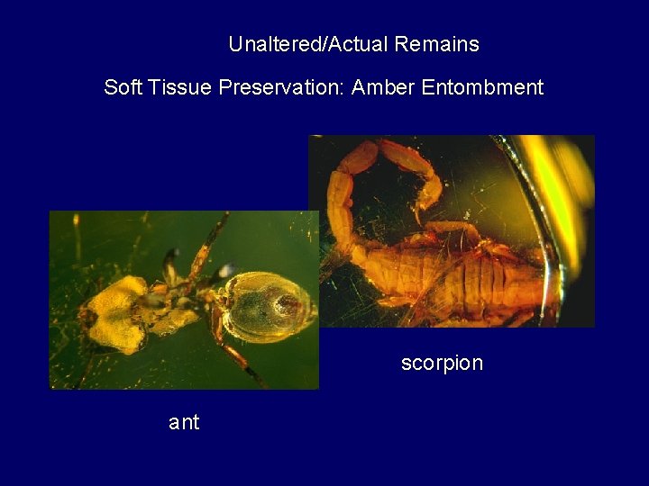 Unaltered/Actual Remains Soft Tissue Preservation: Amber Entombment scorpion ant 