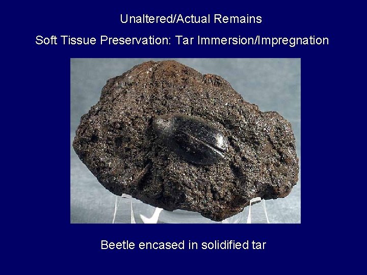 Unaltered/Actual Remains Soft Tissue Preservation: Tar Immersion/Impregnation Beetle encased in solidified tar 