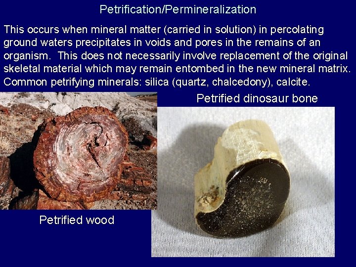 Petrification/Permineralization This occurs when mineral matter (carried in solution) in percolating ground waters precipitates