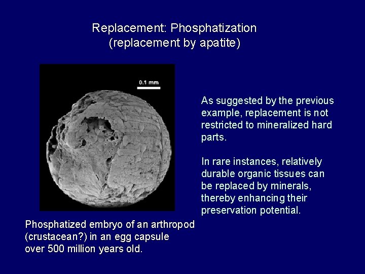 Replacement: Phosphatization (replacement by apatite) As suggested by the previous example, replacement is not
