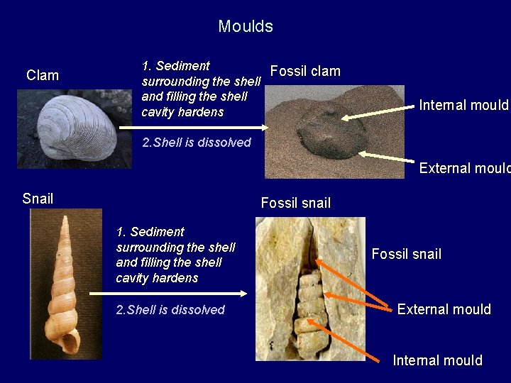 Moulds Clam 1. Sediment Fossil clam surrounding the shell and filling the shell cavity