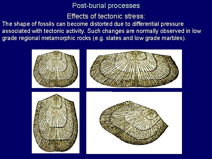 Post-burial processes Effects of tectonic stress: The shape of fossils can become distorted due