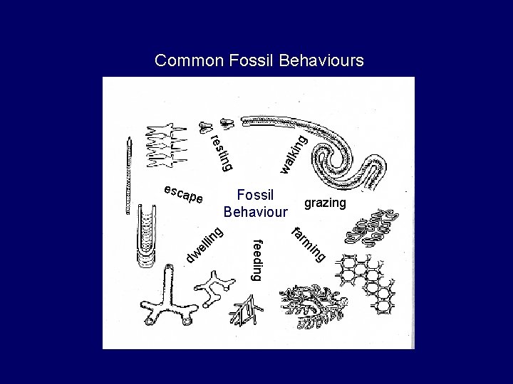 Common Fossil Behaviours lkin wa grazing rm fa g in dw el Fossil Behaviour