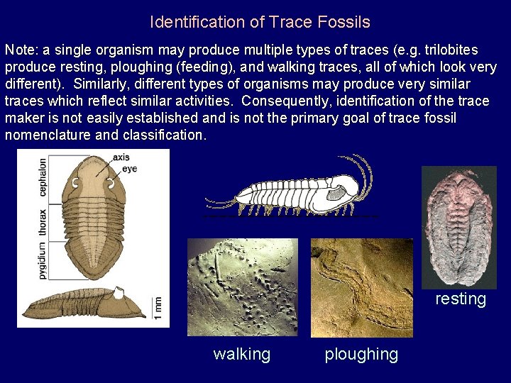 Identification of Trace Fossils Note: a single organism may produce multiple types of traces