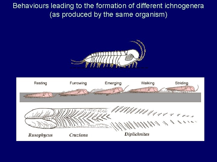 Behaviours leading to the formation of different ichnogenera (as produced by the same organism)