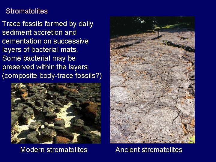 Stromatolites Trace fossils formed by daily sediment accretion and cementation on successive layers of