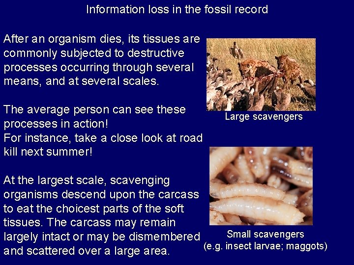 Information loss in the fossil record After an organism dies, its tissues are commonly